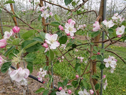 新作！「紅みのり＆しなのリップを使ったジャム」　今回は大きめサイズ390g　ちょっと珍しい・・・イヤだいぶ珍しい！です。