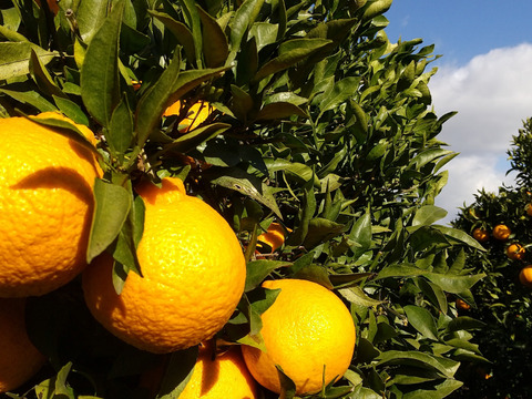 💫不知火【新鮮·個装追熟!!】【5kg·サイズ混合】   《ご家庭用》期間限定