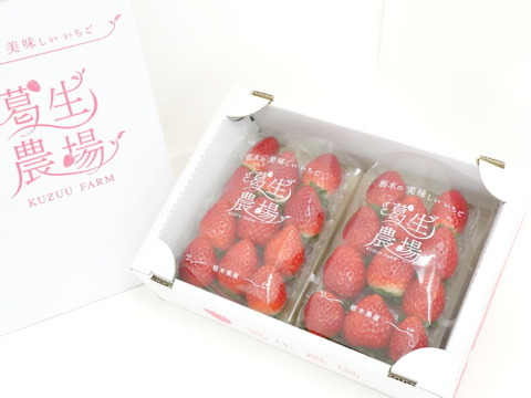 【春イチゴ】【お得価格】いちご王国栃木の新品種　朝採れ『とちあいか』（260ｇ×2パック）