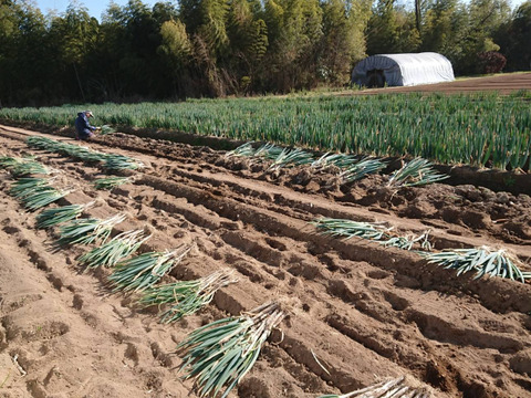 訳あり❗　白ネギ　3キロ