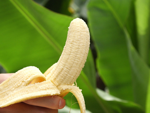 皮ごと食べられる！木更津ファームの完熟『きみさらずバナナ』【希少な国産バナナ1kg(6~9本)詰合せ】