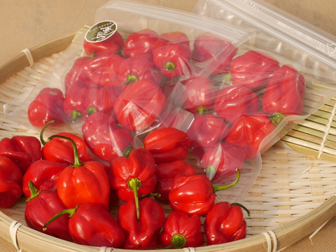 激辛好きさん集合！情熱の赤、国産ハバネロ【冷凍】☆100グラム
