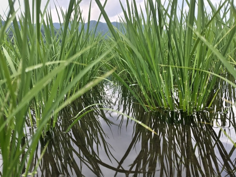 【新米】農薬化学肥料不使用　信州伊那谷★コシヒカリ(白米)2025年産・10㎏