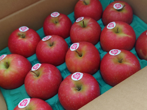 キュンとくる酸味りんご❗　ピンクレディー®（12個から16個）箱含め3キロ
