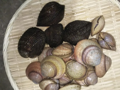 赤貝約１㌔×鳥貝約１㌔（大中混ざります）