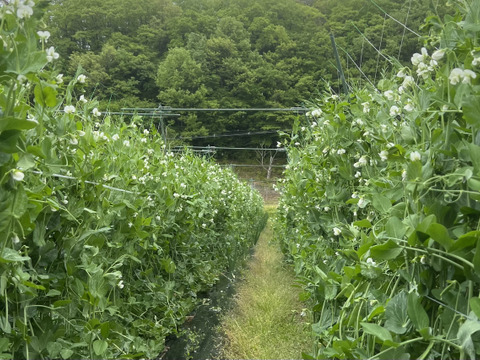 【採れたて直送】パリッと甘い春のスナップエンドウ・化学肥料、農薬不使用