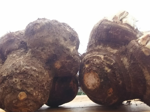 【❗数量限定❗】縁起物✨✨ばぁばのモノスゴイ八つ頭イモ約3.5㎏ 🍠🍠✨✨✨クール便