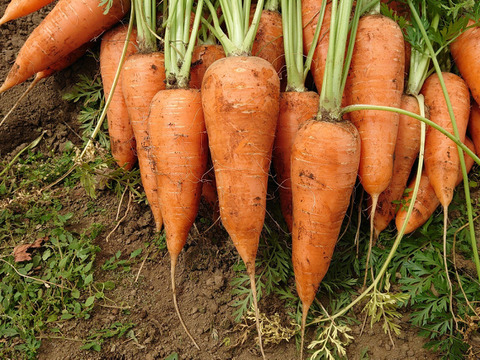 採りたて☆にんじんSM サイズ　生で食べて！