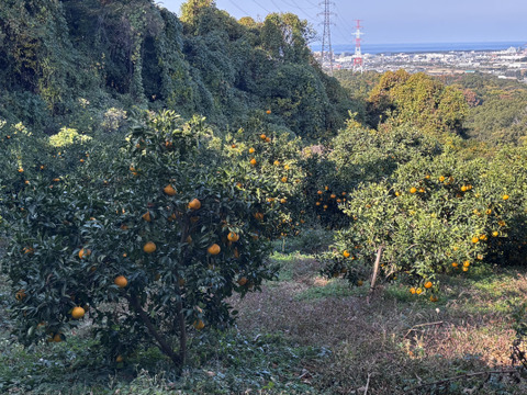 🍊手でむけて食味も◎不知火小玉サイズ！ご家庭用しらぬい4.5kg