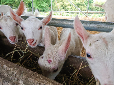 【信州産】牛乳チーズ４種詰め合わせ　☆冬限定販売