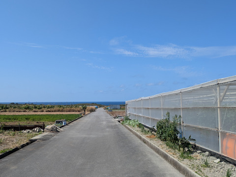 【今が旬！】沖縄の初採れヤングコーン約700g