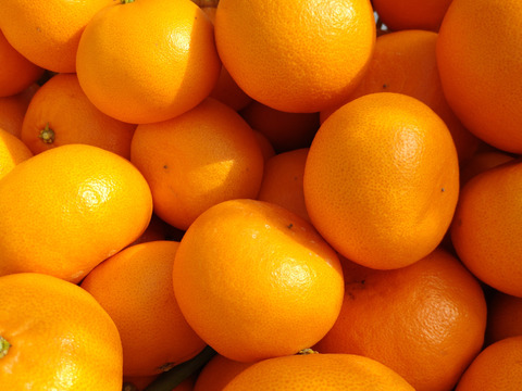 １級　愛媛県産　せとか　柑橘の大トロ　３キロ　家庭用　サイズ不揃い
