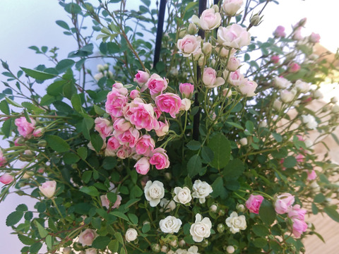 母に日の特別な贈り物　100輪の蕾付き　ミニバラ特大鉢