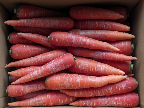 有機JAS認証 寒さで甘くなった人参「京くれない」8㎏