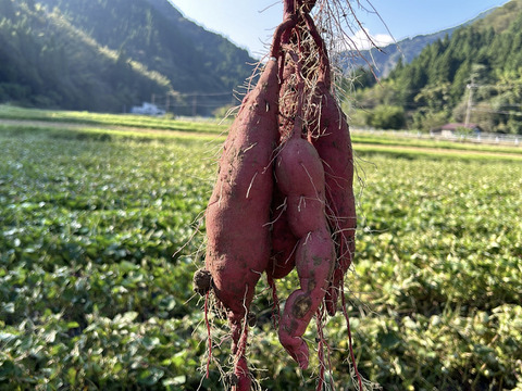 【栽培期間中農薬不使用】紅あずま３ｋｇ(箱入)　10月以降～発送予定！　熟成期間１ヶ月超！　さつまいも！