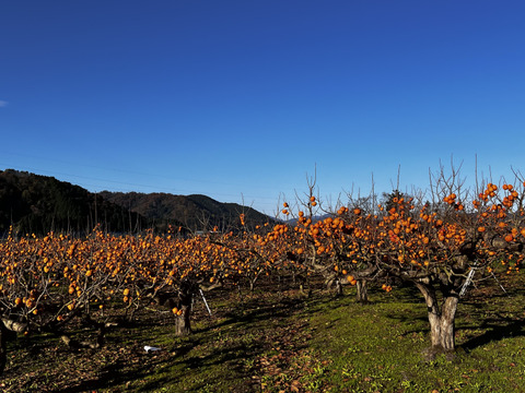 【2025予約販売】鳥取県八頭鳥取県八頭町産　日本一甘い柿『花御所柿』3kg