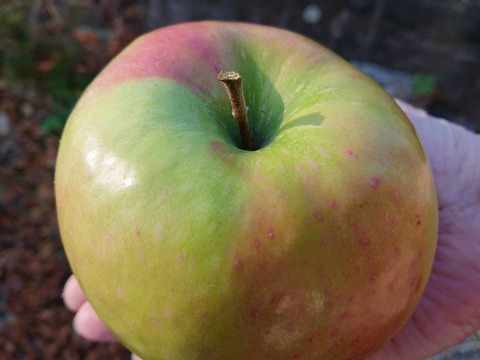 「グラニースミス約3kg」生食ですと酸っぱいりんごです。でも、この酸っぱさが癖になりますよ。お菓子作りにも適したりんごです。