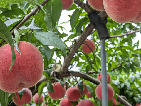 【硬い桃好きにおすすめ！】美晴白桃 3kg【激レア訳アリ品】