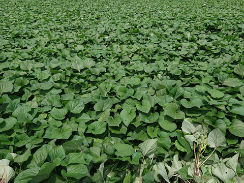 ねっとり熟成べにはるか2s~2Lサイズ（60ｇ～500ｇ）（ご家庭用・５キロ）洗いも対応いたします。