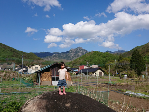 【濃くて甘い！！】自然栽培ミニトマト（２㌔）