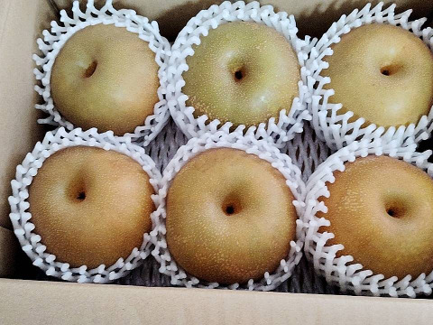 鳥取ブランド梨！【新甘泉】(5㎏)
