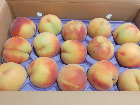 【黄金桃をたっぷり食べたい方に！】家庭用　果汁たっぷり！関農園の桃『黄金桃』5kg（12～16玉）玉の大きさの不揃い／変形／色ムラ／小傷など