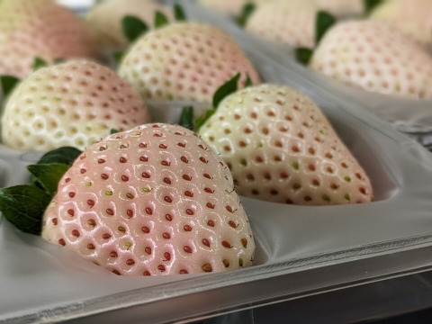 ほんのりピンクの白いちご「ゆきざくら」　８～１１玉入り約２７０g×２パック　【化粧箱でお届けします】