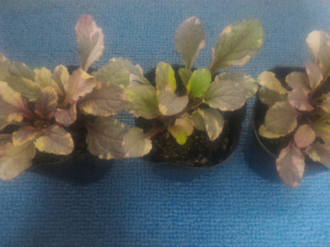 観賞用 花 植物 地被植物類 約９センチ 内容量３ヶ 寄植に 岐阜県産 食べチョク 農家 漁師の産直ネット通販 旬の食材を生産者直送