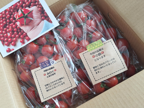 笑顔引き出す！みにとまとの食べ比べ 1.5kg