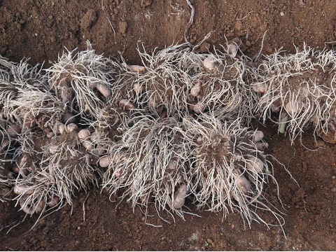 【農薬及び化学肥料不使用】ねっとり滑らかな里芋（3k）