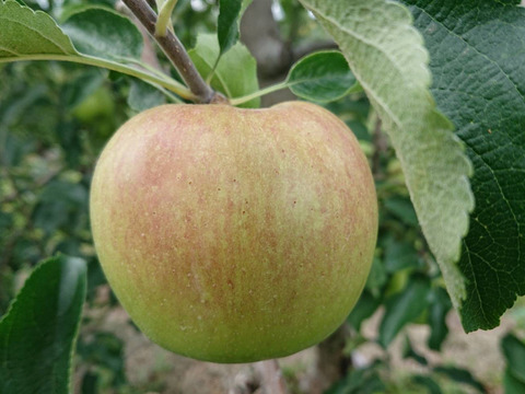 8月収穫りんご！「安曇野産サンつがる約1.5kg」瑞々しい美味しさです。（掲載写真は7/27現在です）