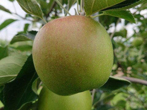 8月収穫りんご「夏あかり 約３㎏」真っ赤真っ赤なりんごです。長野県生まれ品種です。（写真は7/20現在です）