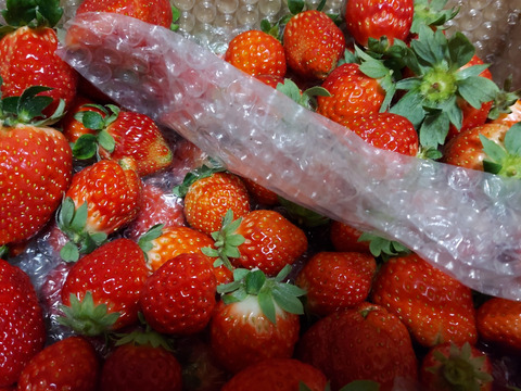 【加工用いちご】甘味と酸味のバランスが最高！ ❝おいCベリー❞（約1.6kg）