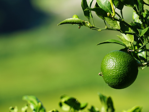 9/14～10日間限定！残暑においしい！極早生みかん 朝採れ出荷 3kg(35個±5個 or 50個±5個)