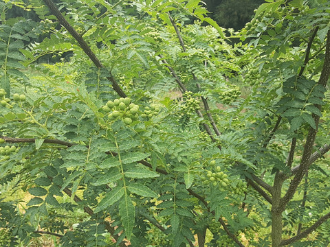 ピリッとする辛さ🌶️【生山椒】約200g　早い者勝ち クール便でお届けします！ 7月頃～長野県産#NZS00002