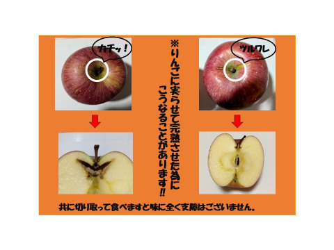 青森りんご　大人気　先行予約「糖度１３度保証」家庭用蜜入り希少１００年雪完熟サンふじ大玉３kg9個入り