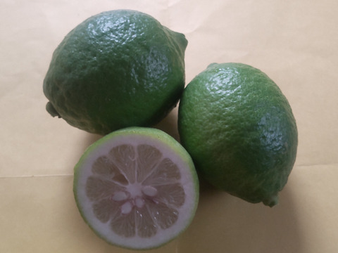 お歳暮、贈り物に最適 広島産いしじ ミカン良品とレモン10個  合計10kg