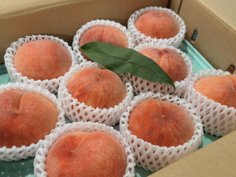 【夏ギフト】 あかつき 約3kg 8～10個