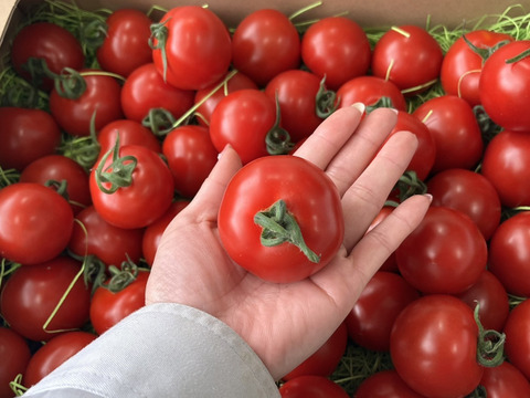 【岐阜県産】初採り！ジューシー✨ミディトマト🍅3㎏