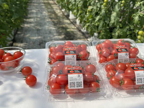 甘くて濃厚！『知多アモーレトマト』（ご家庭用おすすめ250gｘ4p）
