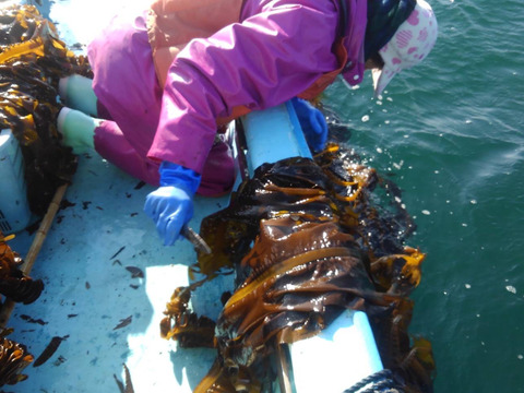 産地厳選！【産地直送】えんぞうわかめ100ｇ3パック　 伊勢志摩産　鳥羽市の離島・菅島沿岸で収穫！　人気のおみやげ