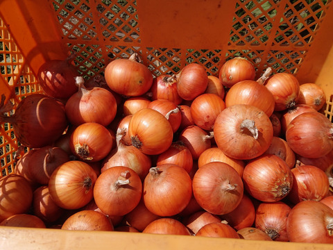 【訳あり】有機タマネギ５kg+10％増量【ご家庭用】