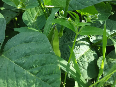 子供に食べさせたい【数量限定❗❗】旬の枝つき枝豆🍺✨✨✨約2.5㎏❗❗✨✨✨ばぁばのモノスゴイ野菜😋
