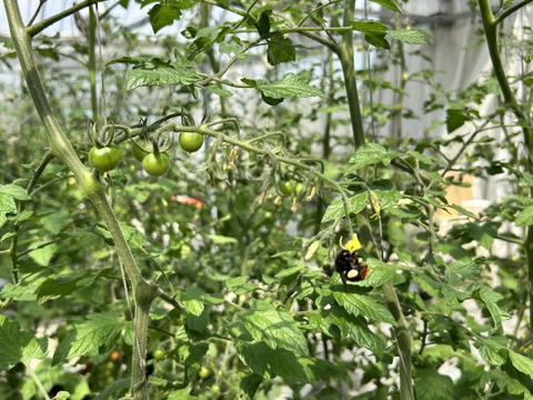 甘くて濃厚！『知多アモーレトマト』（ご家庭用おすすめ250gｘ4p）