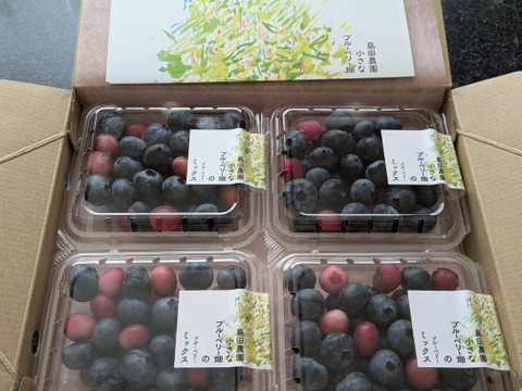 【生食用】　朝採り！旬のブルーベリー（ピンクレモネード入りミックス）１２５ｇ×４Ｐ  限定５箱