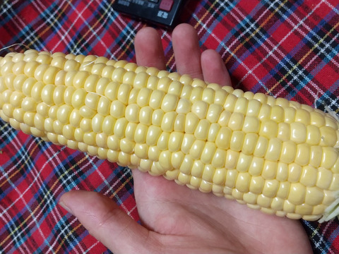 「俺に惚れてみないか？」あまーーーい！！！朝採れスイートコーン！（栽培期間中、農薬不使用）5本入