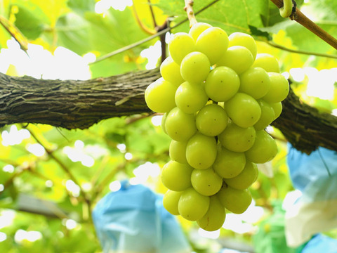 【濃厚芳醇】朝採シャインマスカット 1kg 2房 佐賀県唐津産