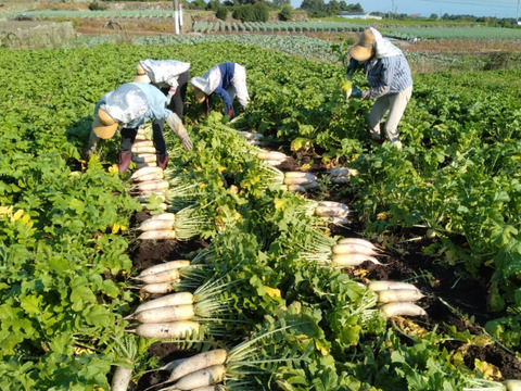【ゲン担ぎ福袋】秋どれだいこんと香るにんじんの紅白セット｜大根3本&人参3kgセット