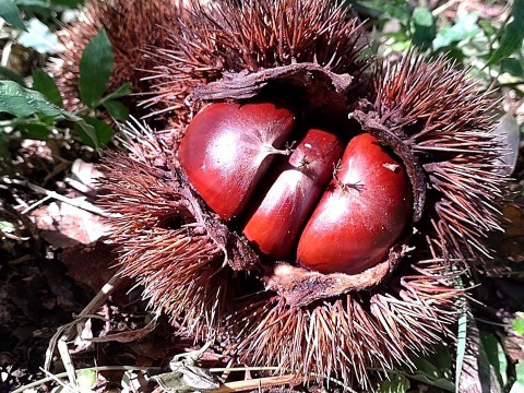 【農薬不使用生栗　1kg】日本のひなた宮崎から宝珠の栗をお届け！！