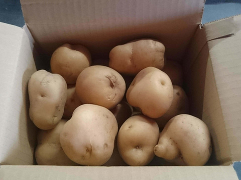 男爵(Mサイズ)4.5kg 農薬化学肥料不使用